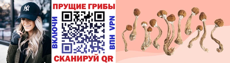 Псилоцибиновые грибы прущие грибы  Нарьян-Мар 